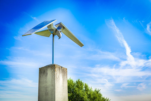 Bird of Freedom - Great Notley country park