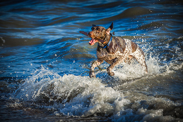 Dog playing in the sea