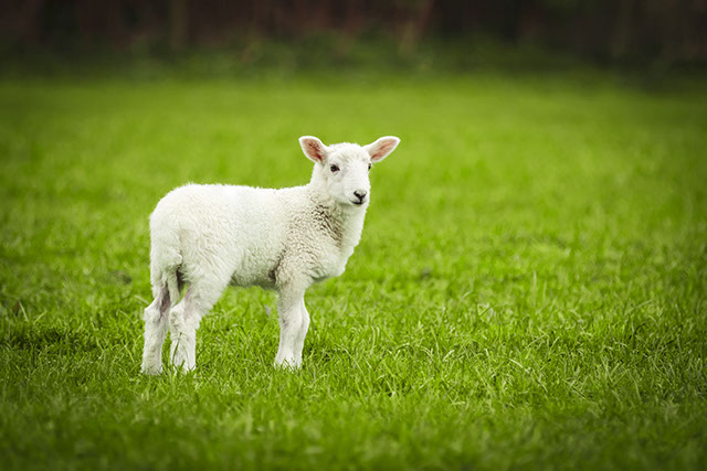 a baby lamb